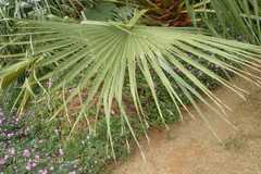 Washingtonia robusta
